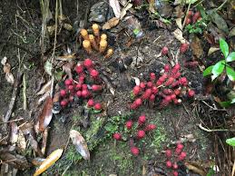 Image result for Balanophoraceae