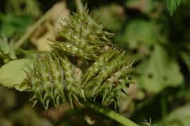 Image result for Medicago polymorpha