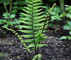 Image result for Dryopteris