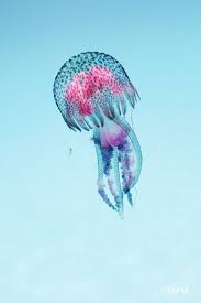 making friends jellyfish art beach watercolor sea life