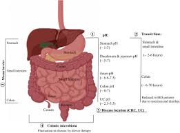 Most colon cancer is a type called adenocarcinoma. Advances In Colon Targeted Nano Drug Delivery Systems Challenges And Solutions Springerlink