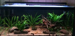 Spider wood has been a relatively new type of driftwood used in aquascaping recently. Aquascaping Help With Anubias Ferns Spiderwood The Planted Tank Forum