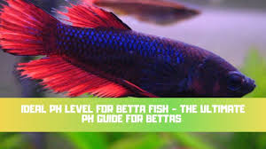Ideal Ph Level For Betta Fish The Ultimate Ph Guide For Bettas How To Raise Lower Ph More Youtube