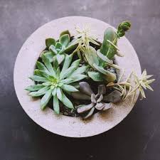 Como ya hemos mencionado, no es difícil mantener este tipo de plantas, aunque es necesario, conocer los. Suculentas En Cuencos De Cemento Deco Suculentas Succulove Urbanjungle Inspiration Urbangarden Concrete Planters Succulents Planters