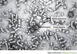 Jul 27, 2018 · hepatitis c virus and hepatitis b can make an infected person very sick and they are risk factors for liver cancer, liver disease, liver failure, and liver damage. Hepatitis B Virus Infection Nature Reviews Disease Primers
