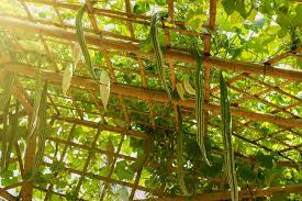 Plants can be close together to be sure they can reach the supports, but make sure you. How To Grow Zucchini Vertically Up Up And Away