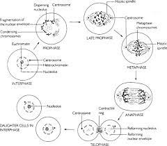 Maybe you would like to learn more about one of these? Cell Elongation An Overview Sciencedirect Topics