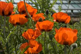The seed pods can be left to develop or can be cut in order to promote more flower production. Know Your Poppies
