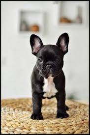 Shrinkabulls reputable french bulldog breeders breeds beautiful blue tri french bulldogs aka frenchies and beautiful blue tan french bulldog puppies. 50 Best French Bulldog For Sale Ideas French Bulldog Bulldog Cute Dogs