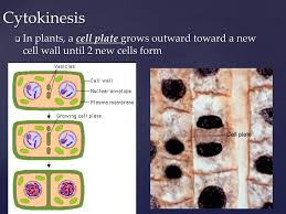 We did not find results for: Ppt The Cell Cycle Cell Division Powerpoint Presentation Free Download Id 2064405