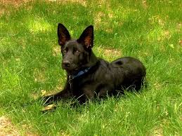 They are the epitome of what a german shepherd dog should be. German Shepherd Breeder Michigan Ohio Illinois German Shepherd Breeders