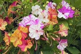 Garden Giveaway It Amp 39 S Time For Four O Clock Flowers Clock Flower Four Oclock Flowers Fragrant Plant