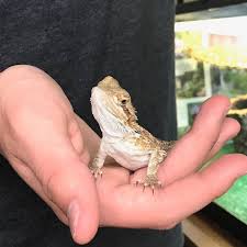 Check spelling or type a new query. Bearded Dragon Teeth Care What Every Owner Needs To Know