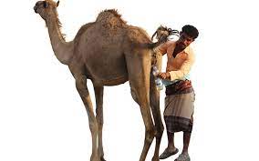 The owner of australian eat well, a vegetarian food business, said it was an obvious decision to use a. Drinking Camel Urine In Yemen