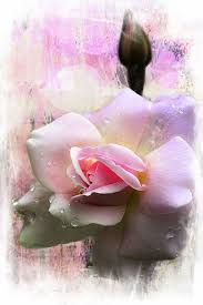 Gambar lukisan bunga mawar cantik. Pink Lukisan Bunga Petaled Bunga Lukisan Mawar Kuncup Cantik Tanaman Makro Alam Pxfuel