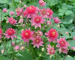 They have a paper due, or are genuinely curious and want to learn more about this event which has had a very large influence on american culture and how we. Aquilegia Clementine Red Bluestone Perennials