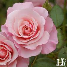 The most unacceptable thing is that i wrote a review on their website under the rose 'over the moon' (dead) giving one star and my comment and review did not show. Heirloom Roses Our Lady Of Guadalupe Rose Is A Sweet Rose With Old Garden Fragrance Facebook