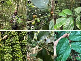 Image result for Coffea ligustroides