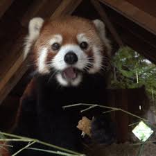 New Gif On Giphy Red Panda Red Panda Gif Panda