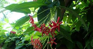 Image result for Ophrestia radicosa