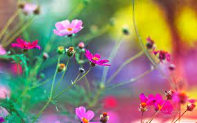 Maybe you would like to learn more about one of these? Free Download Amazing World Beautiful Nature And Flowers Wallpaper Download 1600x1000 For Your Desktop Mobile Tablet Explore 27 Beautiful Colorful Flowers Wallpapers Beautiful Colorful Flowers Wallpapers Beautiful Colorful Flowers