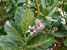 Image result for Calotropis gigantea