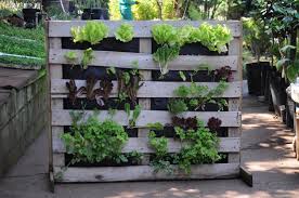 epingle sur potager vertical