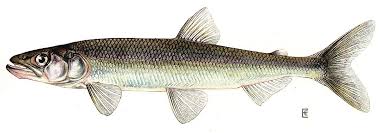 Rainbow Smelt Wikipedia