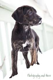 Mountain Cur Dog Breed Information Mountain Cur Dog Dog Breeds Really Cute Dogs