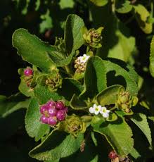 Image result for Lantana ukambensis