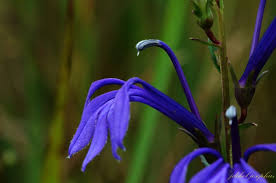 Image result for Lobelia chireensis