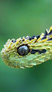 Rabbit Grass Food Cute 57811 640x1136 Snake Reptile Eye Cute Reptiles