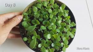 They are kept in a constant vegetative state and never transitioned over into the flowering stage. Mother Of Thousands 9 Days Documented Growth Youtube