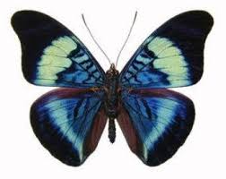 Real Victorina Stelenes Malachite Butterfly Spread By Insectart Kelebekler Hayvanlar