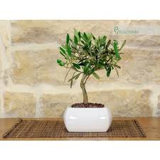 Bonsai Bomboniere Al Miglior Prezzo