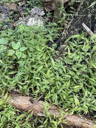 Image result for Oplismenus hirtellus