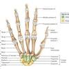 Symptoms of carpal tunnel syndrome often occur at night, causing people to wake up and shake or move their hand around until the numbness resolves and it feels better, says dr. Https Encrypted Tbn0 Gstatic Com Images Q Tbn And9gcrazglpnzcaleqxd2m9t0c Bntjai4l5gu5z3m G4ejh8gg5vwj Usqp Cau