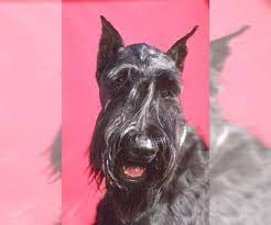 See more of heart of texas giant schnauzers on facebook. View Ad Details Adn 35905 Giant Schnauzer Litter Giant Schnauzer Puppies For Sale Dog Safe
