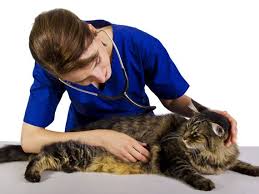 pin on pet health and well being