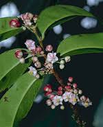 Image result for Ochnaceae