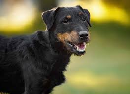 Image result for jagdteriér