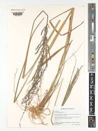 Image result for Arundinella nepalensis