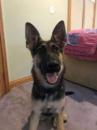 3 weeks ago on nextdaypets. German Shepherd Puppies Missouri Free Bmo Show
