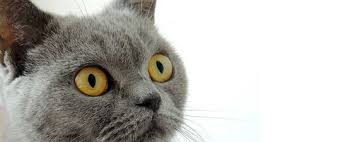 Diarrhea Is An Issue That Many Pet Owners May Not Enjoy Discussing But I Assure You It Is Considerably Worse For Cats Than For The Cat Diarrhea Cat Care Cats