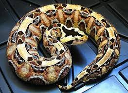Polubienia 480 Komentarze 8 Pacnwrs Pacnwrs Na Instagramie This Hybrid Is West African Gaboonviper X E Gaboon Viper Reptile Snakes Beautiful Snakes