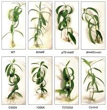 Image result for pseudomonas savastanoi pv nerii oleander symptoms