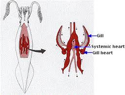 When filled with blood, it constricts, forcing the blood through the bulbus arteriosus. Animal Circulatory Systems