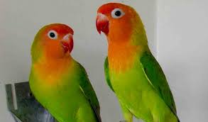 Check spelling or type a new query. Berikut Harga Lovebird Update Dan Terbaru 2021 Aplikasi Pertanian Media Agribisnis Gdm Agri