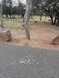 Can we all please keep in mind to keep the wildlife wild and never feed  them? People often think they are "helping" the deer by feeding them in  winter. This is not