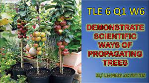 They will contain seeds and, depending upon the variety, might be so large that the fruit is difficult to get to. Demonstrate Scientific Ways Of Propagating Fruit Bearing Trees K 12 Tle6 Q1 W5 Melc Based Youtube